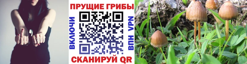 площадка клад  Благодарный  Псилоцибиновые грибы ЛСД  наркотики 